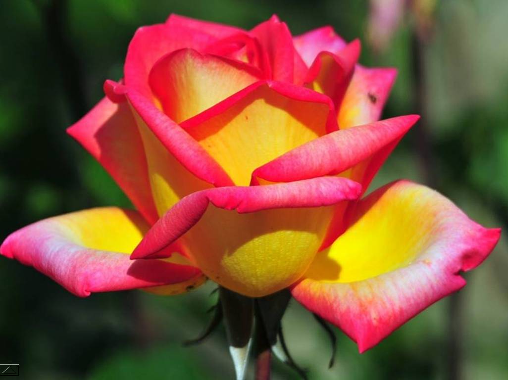 Flores sencillas, hermosas y geniales | VitaNoble Powerpoints